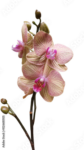 Phalaenopsis orchid, tropical epiphytic orchid, grows on tree trunks but is not parasitic. Flower, ornamental plant.
