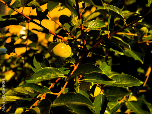unripe, green, persimmon fruit tree