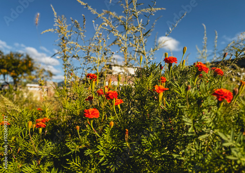 red folwers, countryside, blue sky, photo