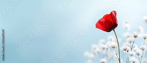 Fototapeta Naklejka Na Ścianę i Meble -   A solitary red bloom atop a sea of tall white flowers against a backdrop of blue sky