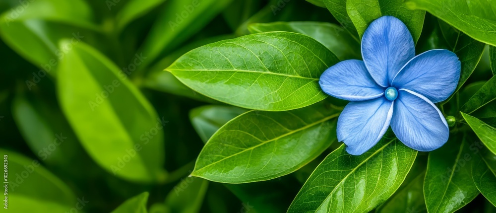 A tight shot of a blue bloom against a backdrop of lush green foliage and numerous leaves A tight shot of a blue bloom against a backdrop of lush green foliage and numerous leaves