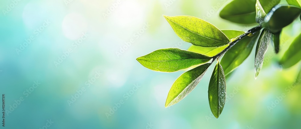  A sharp image of a green branch, filled with leaves, against a softly blurred backdrop of blue and green hues Sunlight filters through the foliage