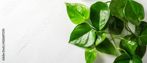  A tight shot of a green plant against a white wall in a room corner, backed by a pristine white background