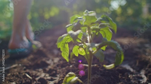 Close-up of young green plants growing in soil in a garden. Gardening and growth concept.