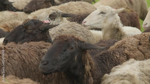 A flock of sheep in close-up
