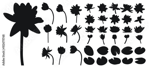 Big set of water lily, water lilies, silhouette of buds and plant foliage