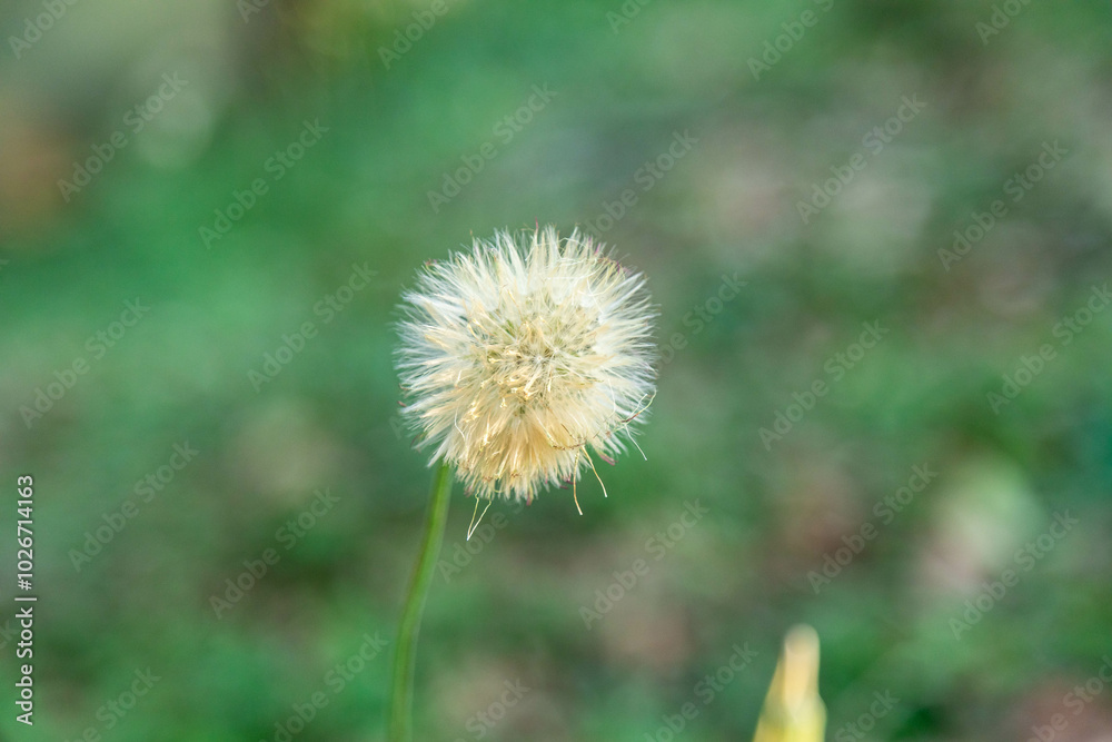 Dandelion fluff (Taraxacum) on green background Dandelion fluff (Taraxacum) on green background