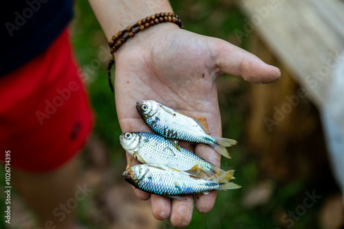  A  Brazilian Yellow-tail Lambari (Astyanax altiparanae) - Freshwater fish photo