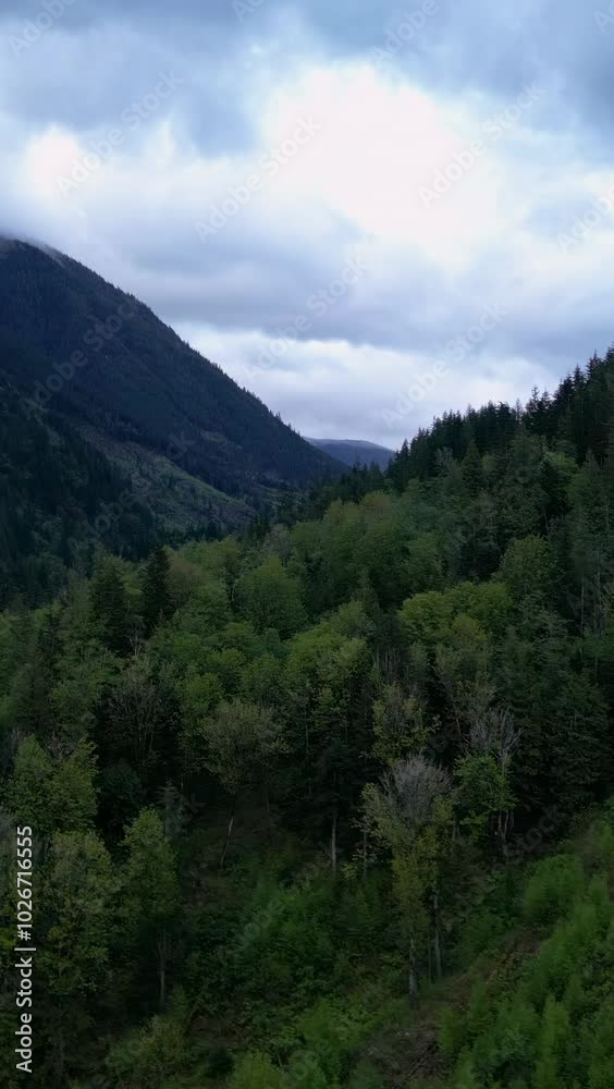 A beautiful shot of a lush green forest in the mountains. The perfect video for any project needing nature, forests, trees, or mountains. British Columbia, Canada. A beautiful shot of a lush green forest in the mountains. The perfect video for any project needing nature, forests, trees, or mountains. British Columbia, Canada.