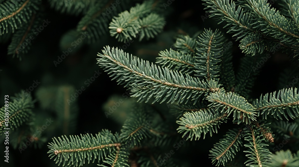 A close-up photo of a Christmas tree. A close-up photo of a Christmas tree.