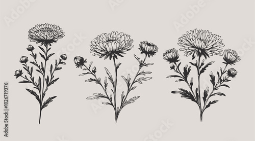 Aster, dahlia, chrysanthemum sketch flowers
illustration outline of a flower
black and white line art, lineart
set of contour flower, line art of flowers, leaves