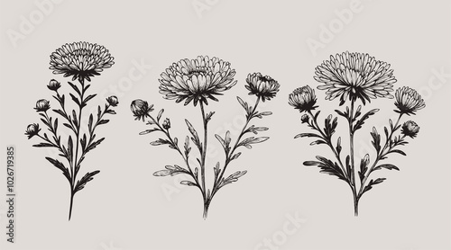 Aster, dahlia, chrysanthemum sketch flowers
illustration outline of a flower
black and white line art, lineart
set of contour flower, line art of flowers, leaves