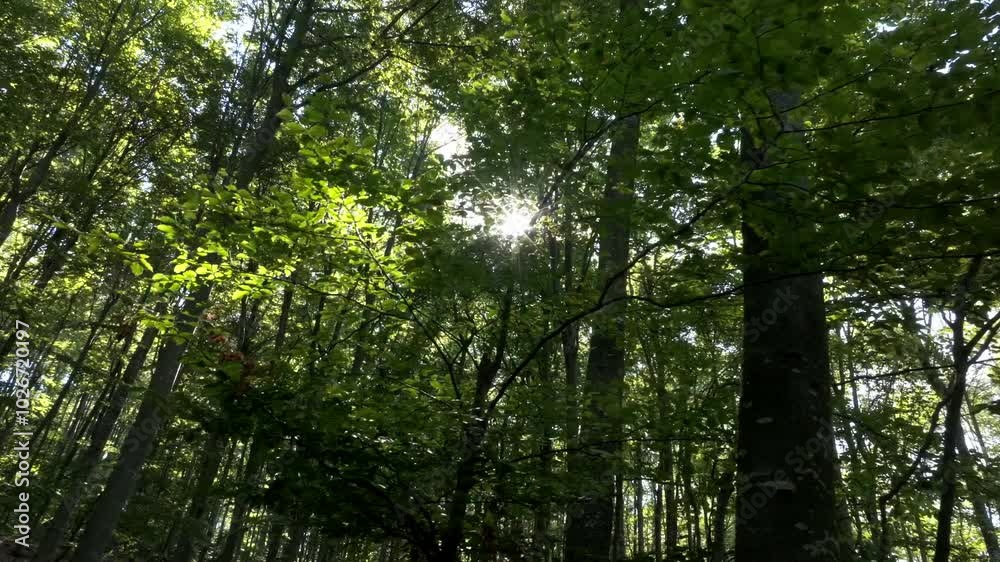 Aerial flight redwood forest. Tallest trees on earth. Tourist destinations with roads and hiking trails Aerial flight redwood forest. Tallest trees on earth. Tourist destinations with roads and hiking trails