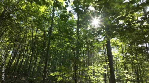 Forest in the mountain with amazing trees aerial view from fpv drone in the morning