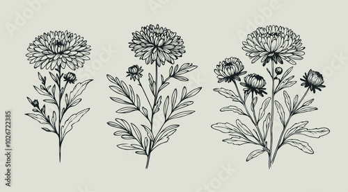 Adobe Illustrator Artwork
Aster, dahlia, chrysanthemum sketch flowers
illustration outline of a flower
black and white line art, lineart
set of contour flower, line art of flowers, leaves