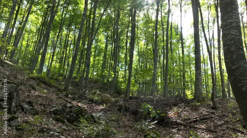 Moving Backward Through Beautiful Summer Forest with tall trees and green foliage Moving Backward Through Beautiful Summer Forest with tall trees and green foliage