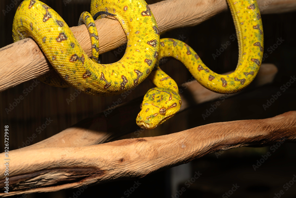 Obraz premium Green Tree Pythons in my Backyard