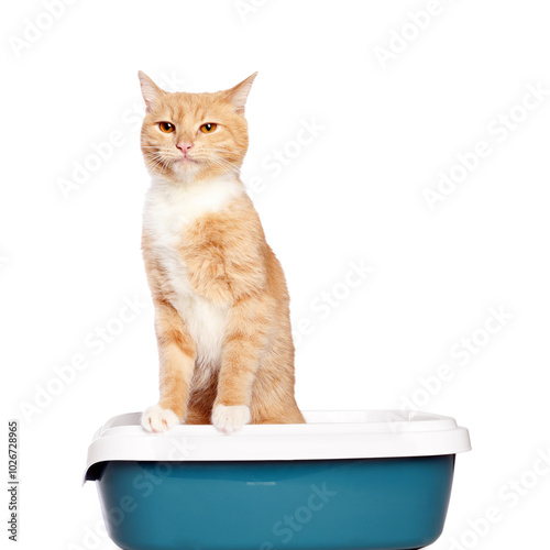 Cute ginger cat in litter tray on white background photo