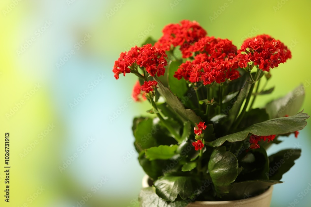 Fototapeta premium Beautiful red kalanchoe flower in pot on blurred green background, closeup. Space for text