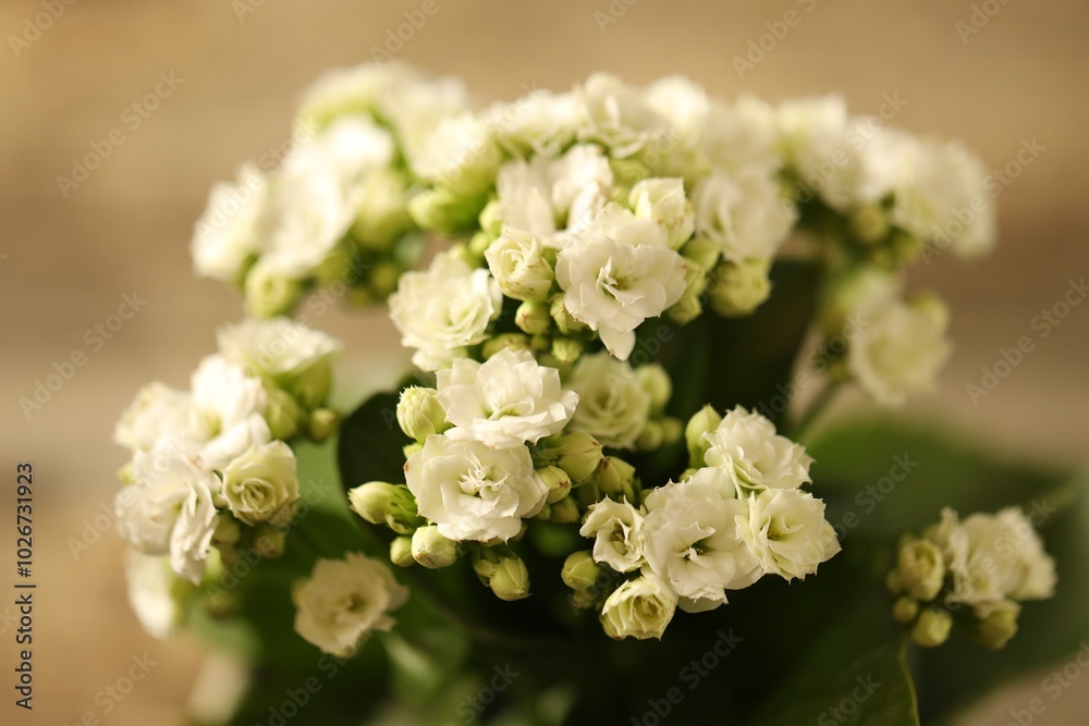 Beautiful white kalanchoe flower on blurred background, closeup Beautiful white kalanchoe flower on blurred background, closeup