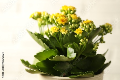 Wallpaper Mural Beautiful yellow kalanchoe flower on light background, closeup Torontodigital.ca