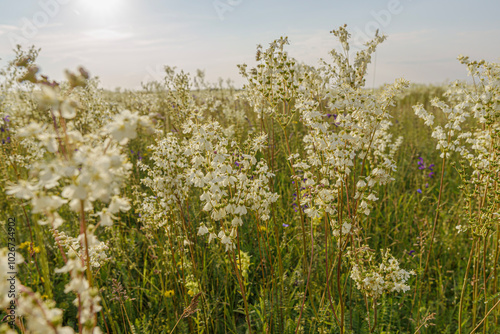 Lots and lots of white blooming fan grass, backlit, field, Hungary, Kiskunsag, wide-angle lens photo