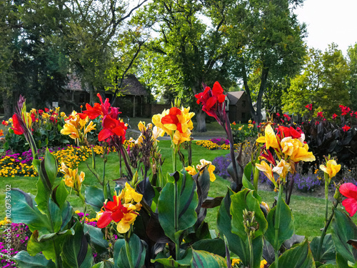 Fototapeta Naklejka Na Ścianę i Meble -  Cleopatra Canna Lilies and Red Canna Lilies planted throughout a colorful and nicely landscaped parkway garden in Denver, Colorado.