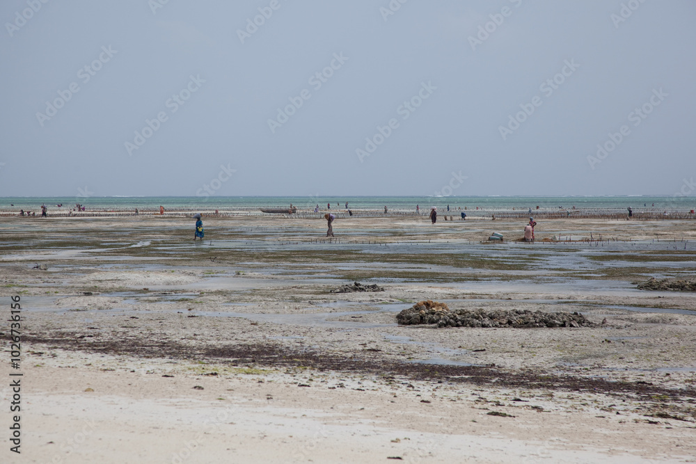 Women harvest seaweed at low tide on a beach in Zanzibar