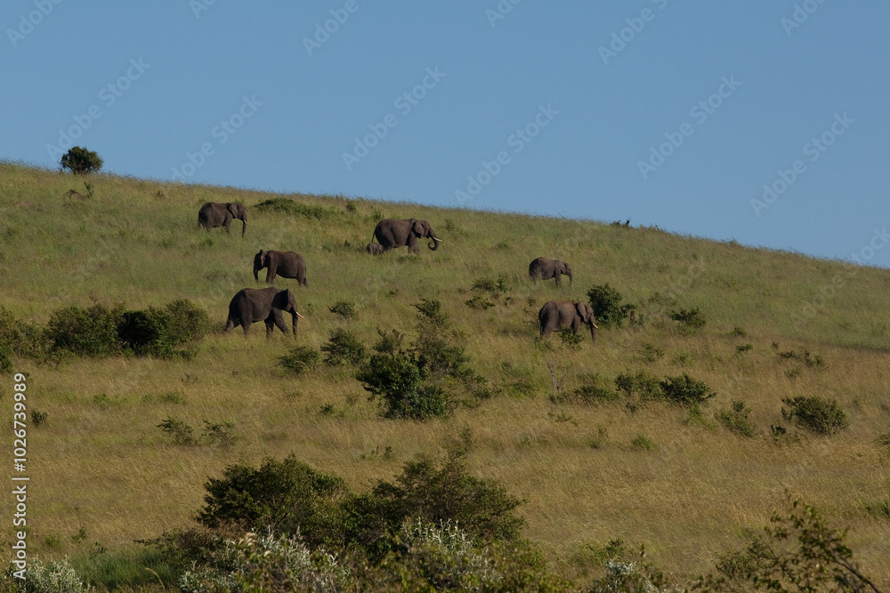 herd of elephants in serengeti national park city herd of elephants in serengeti national park city