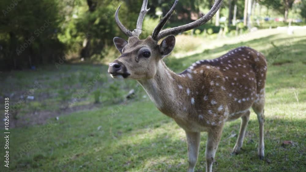 deer in the forest