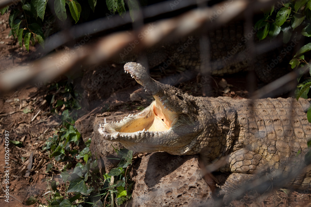 Obraz premium alligator with opened mouth in the zoo