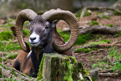 Ovis aries musimon aka The European mouflon male with majestic horns is resting in the forest in autumn evening. Nature of Czech republic.