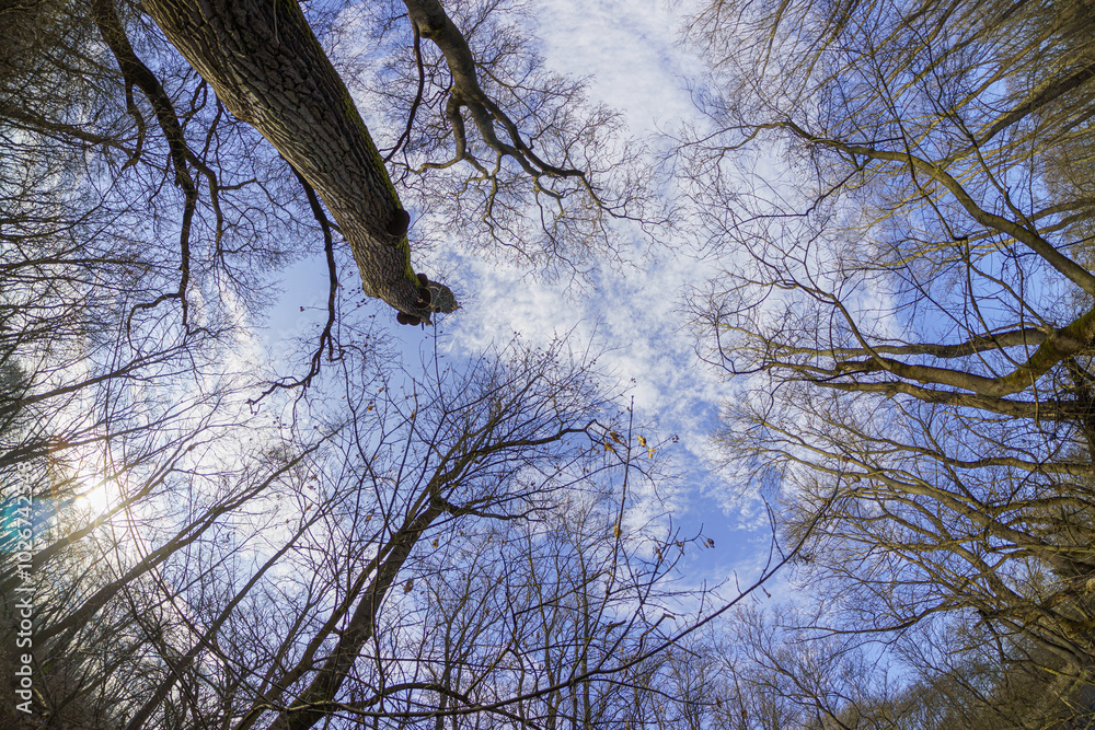 Obraz premium Bald canopy of forest trees photographed from the bottom up, in the background the slightly cloudy blue sky, in winter, wide-angle lens