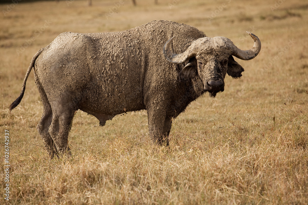 buffalo in the wild smeared with mud buffalo in the wild smeared with mud