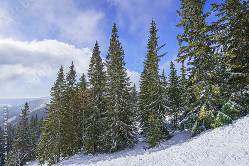 Winter landscape with snowy mountains, green pine trees, clear weather, winter, wide angle lens