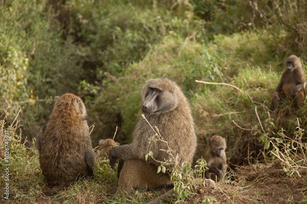 Obraz premium baboon mother and baby