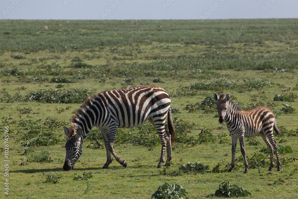 zebra with a baby cub in the savannah zebra with a baby cub in the savannah