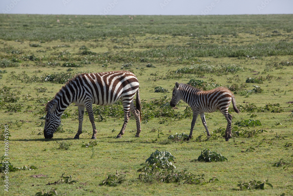 Naklejka premium zebra with a baby cub in the savannah