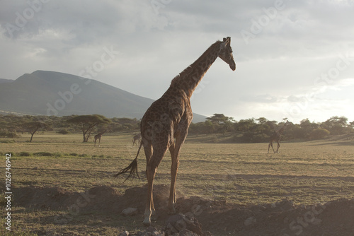 Canvas Print giraffe in the savannah