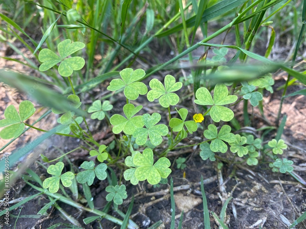 Clover Clover
