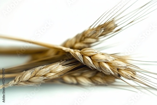 Barley Grains Arranged Aesthetically on a Clean, White Background in Natural Light