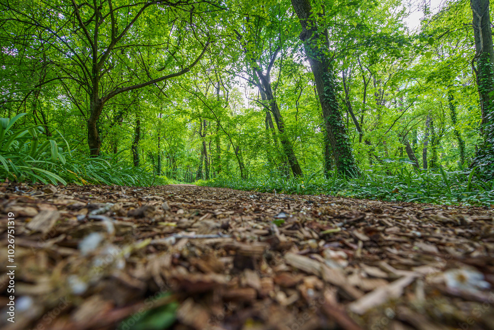 Bark-covered footpath in the forest, between green trees, photographed from a low perspective, in early spring, in the sun, wide-angle lens Bark-covered footpath in the forest, between green trees, photographed from a low perspective, in early spring, in the sun, wide-angle lens