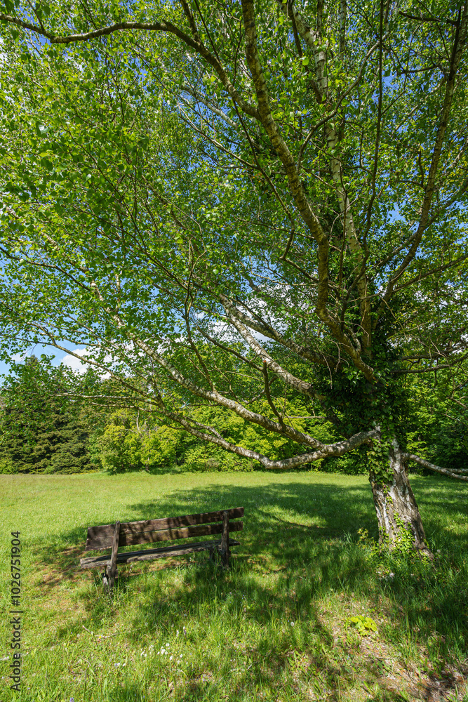Lonely bench in a green meadow next to a big tree in the sun, wide angle lens Lonely bench in a green meadow next to a big tree in the sun, wide angle lens