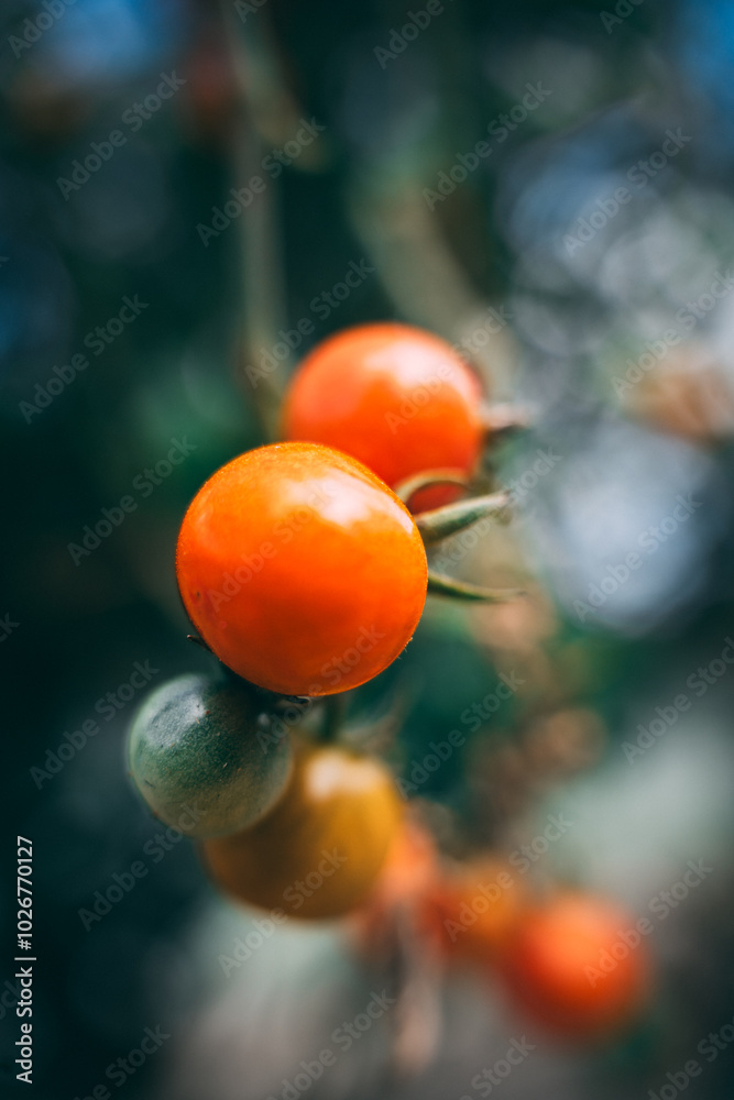 Pé de Tomate Cereja Pé de Tomate Cereja