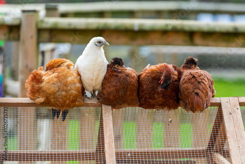 One white hen stands out amongst a row of brown hens perched on a wooden chicken coop, highlighting themes of individuality and diversity.