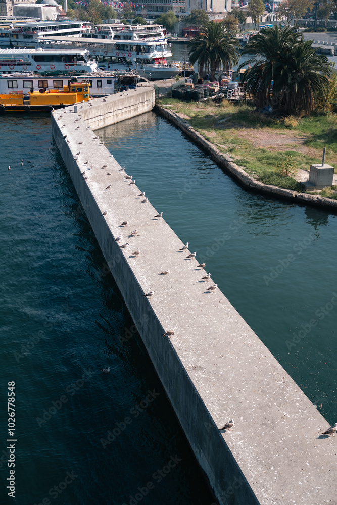 Fototapeta premium seagulls in the sea