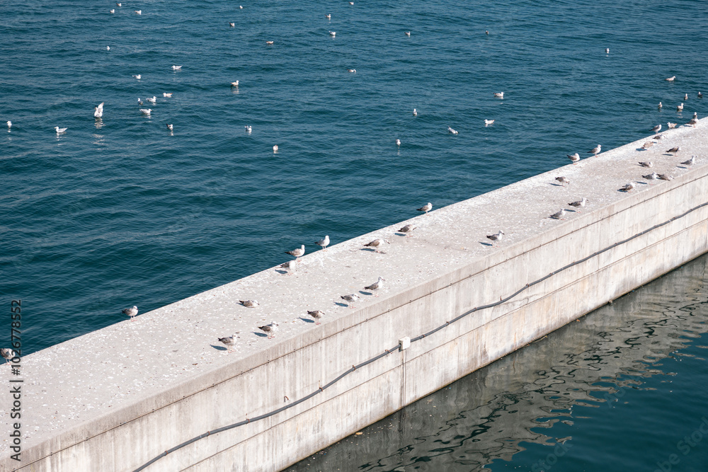 Fototapeta premium seagulls in the sea