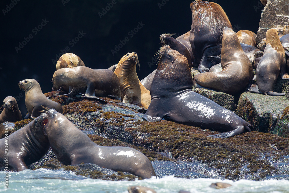 Fototapeta premium Playful moments with the locals at the Palomino Islands , Nothing like watching these sea lions in their natural paradise. Lima Peru