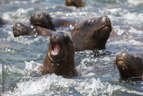 Playful moments with the locals at the Palomino Islands , Nothing like watching these sea lions in their natural paradise. Lima Peru photo