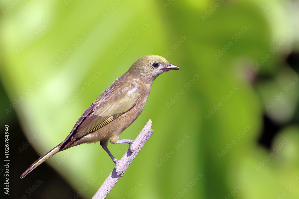Tanager Palm (Thraupis palmarum) perched on a log Tanager Palm (Thraupis palmarum) perched on a log